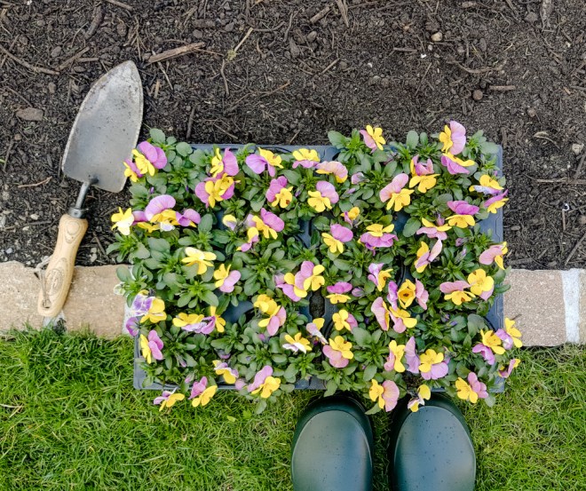 Nun wird gepflanzt - Die Pflanzenbestellung ist da1